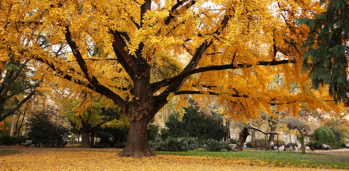 Le ginkgo, l’arbre qui pondait des œufs Le ginkgo, l’arbre qui pondait des œufs