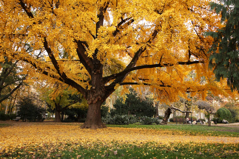Gingko biloba à l'automne.