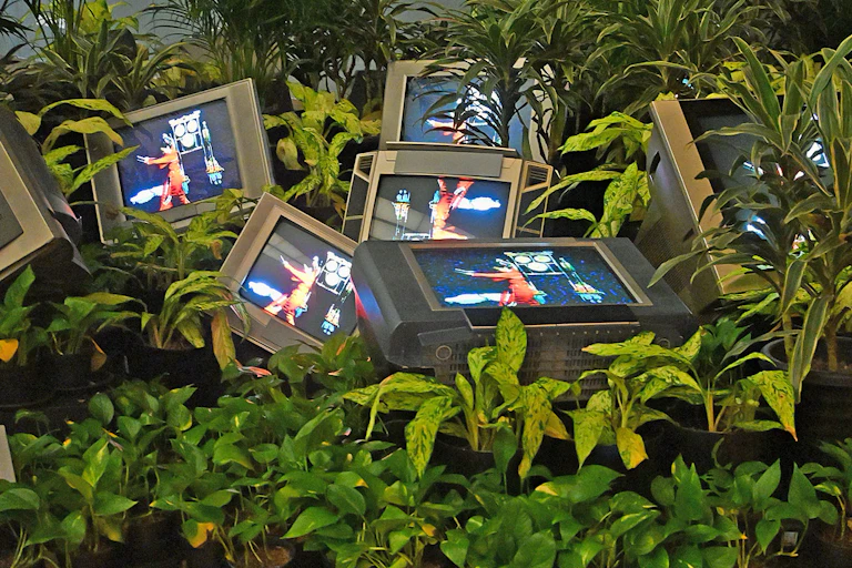 TVs seen amid plants.