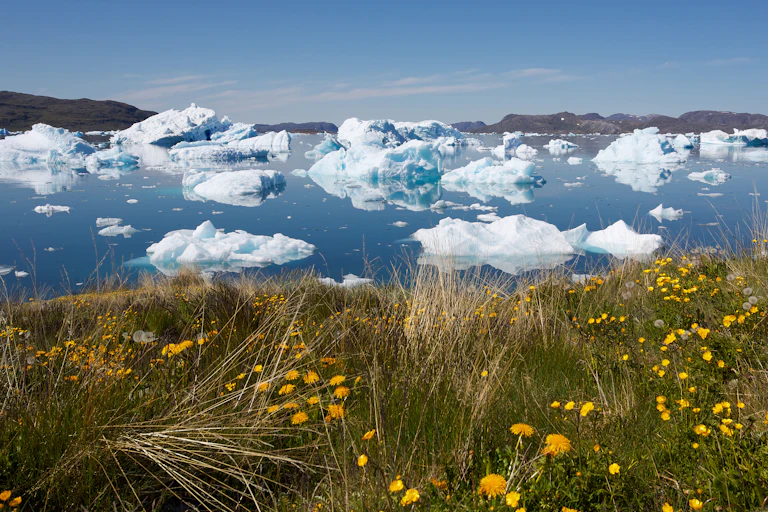 Green grass and yellow flowers with icebergs on the sea in the background.