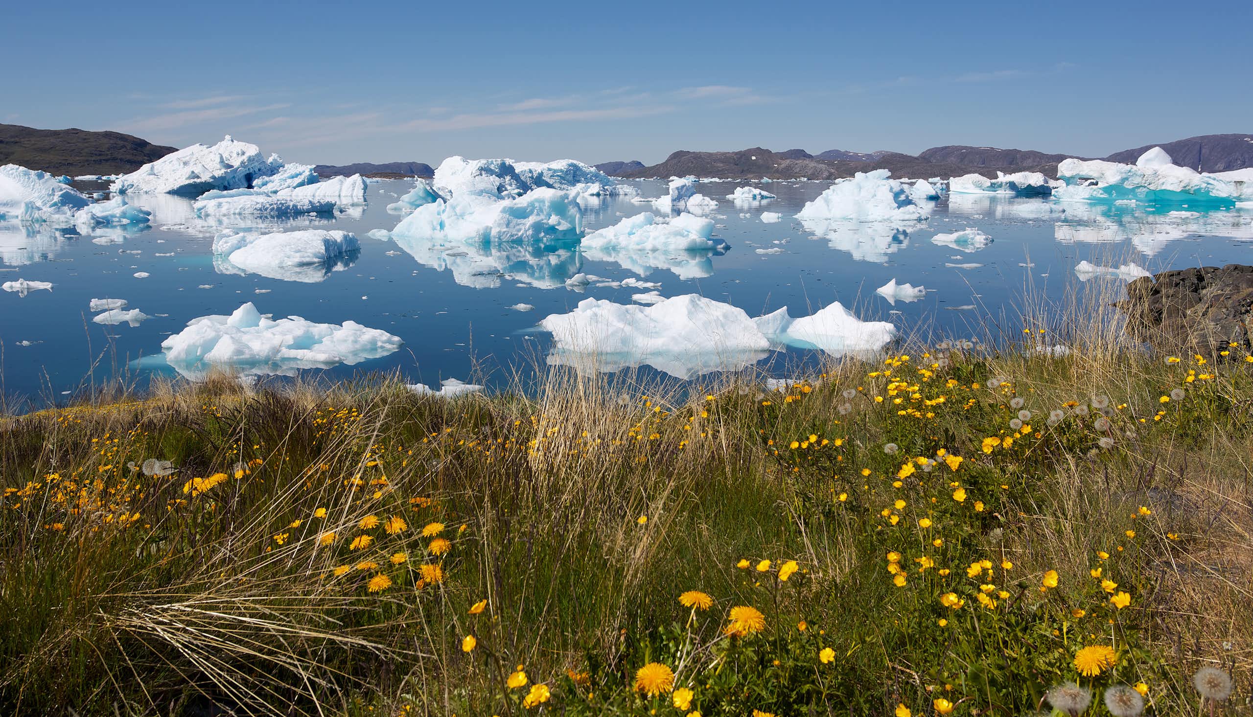Green grass and yellow flowers with icebergs on the sea in the background.