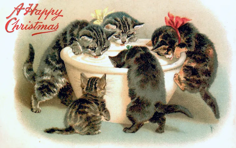Card showing cats drinking milk