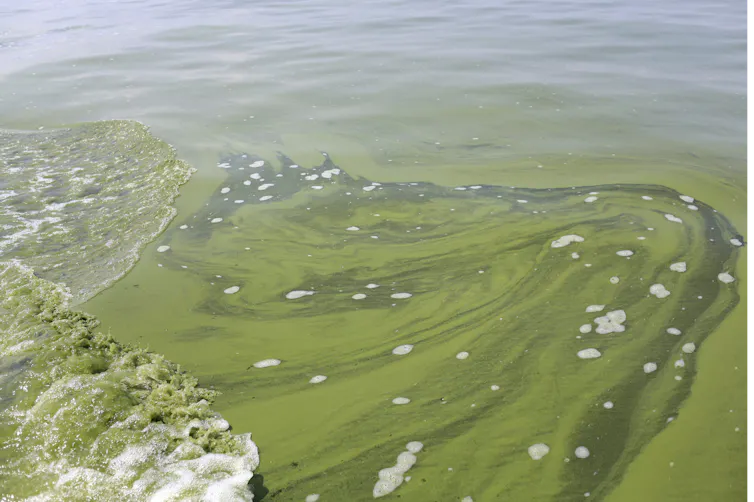 An algal bloom is seen in the water.