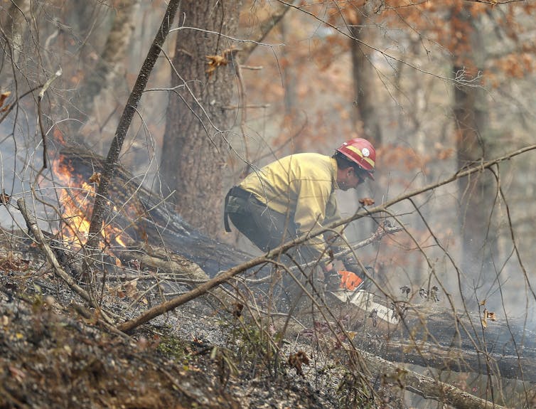 A firefighter uses a chainsaw to cut a burning tree during a wildfire in Georgia.