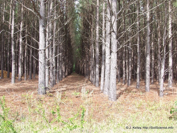 Image of rows of trees planted for commercial use.