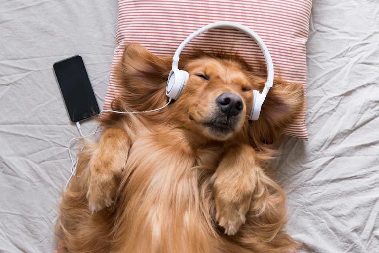 A dog wearing headphones.