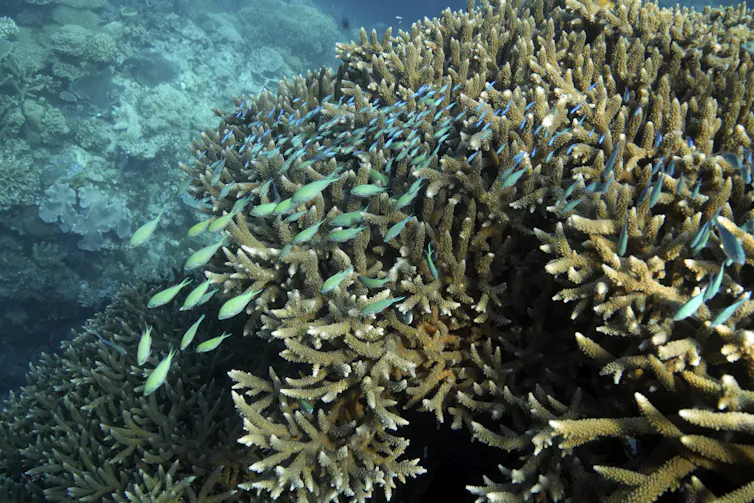 A school of blue-green fish swim above coral