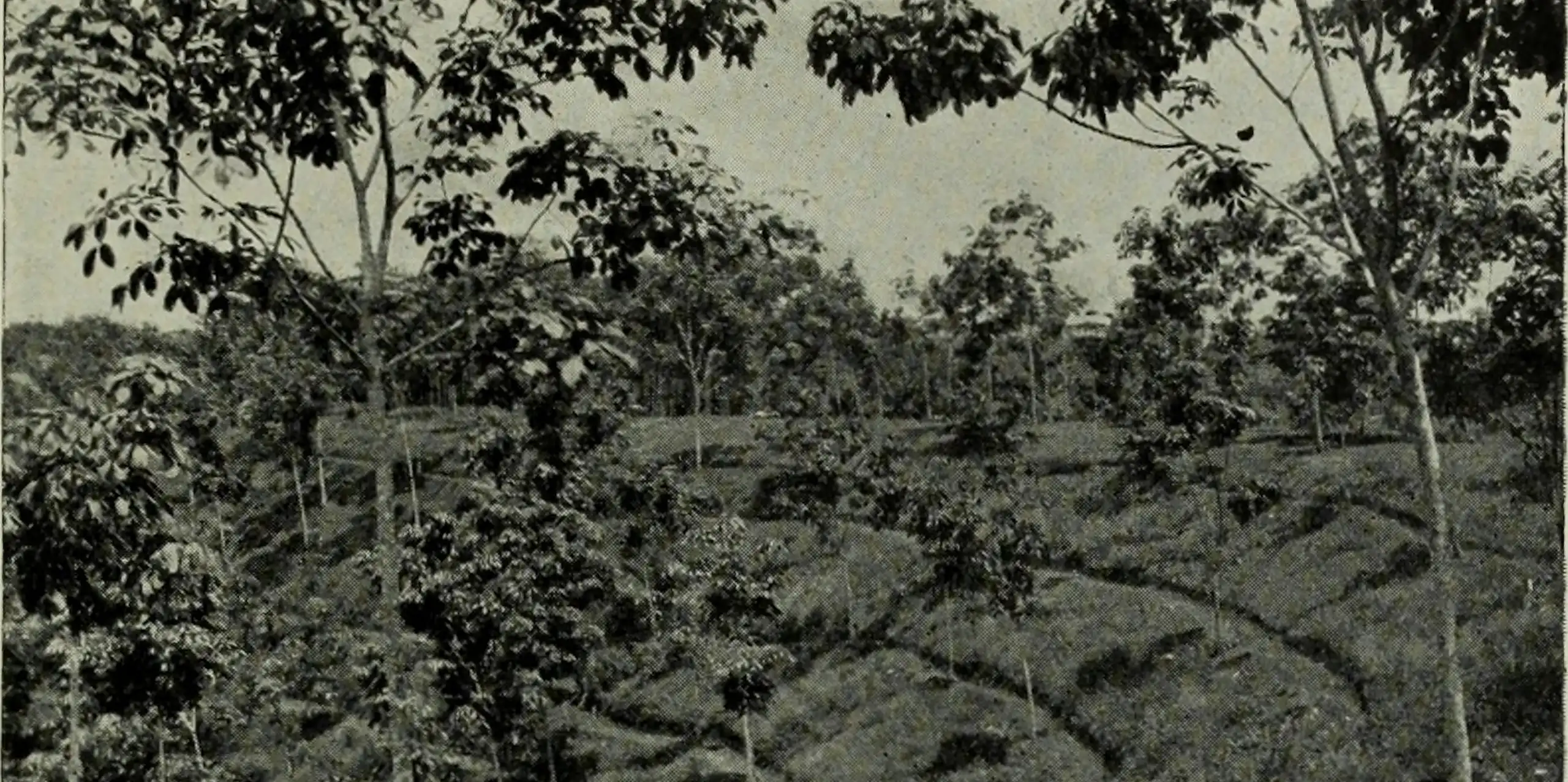 Des hévéas en 1913 en Asie du Sud-Est