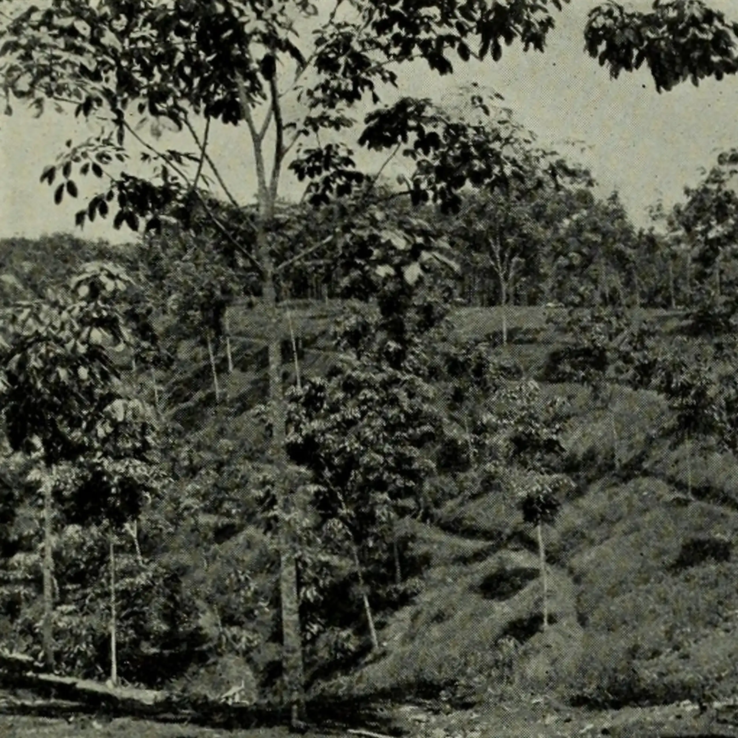 Des hévéas en 1913 en Asie du Sud-Est