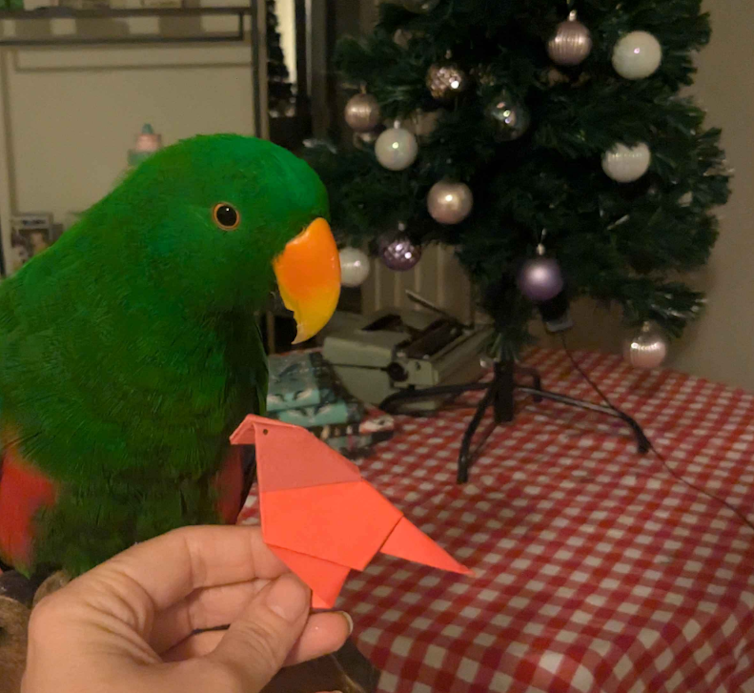 Close up of a bright green parrot and a folded paper parrot in front of a Christmas tree