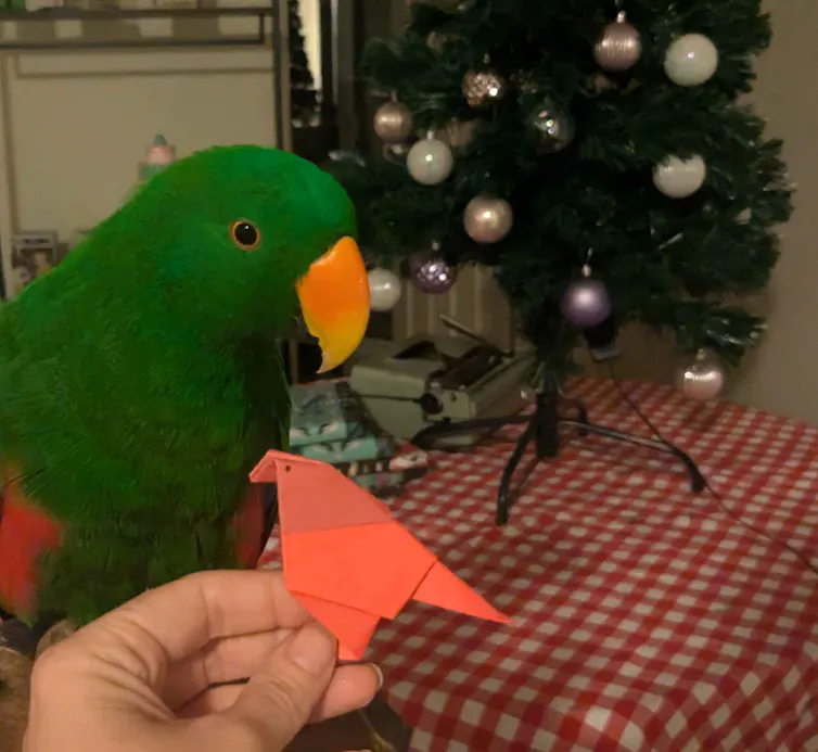 Close up of a bright green parrot and a folded paper parrot in front of a Christmas tree