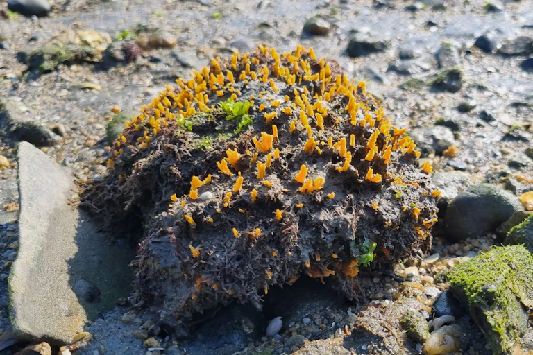 La foto muestra la esponja sol junto a unas rocas. Es marrón con puntos amarillos