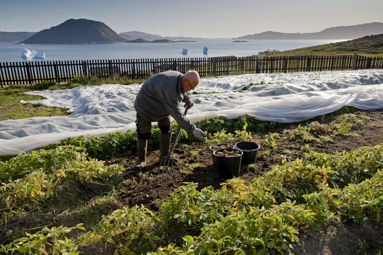 Harvesting potatos with icebergs in background