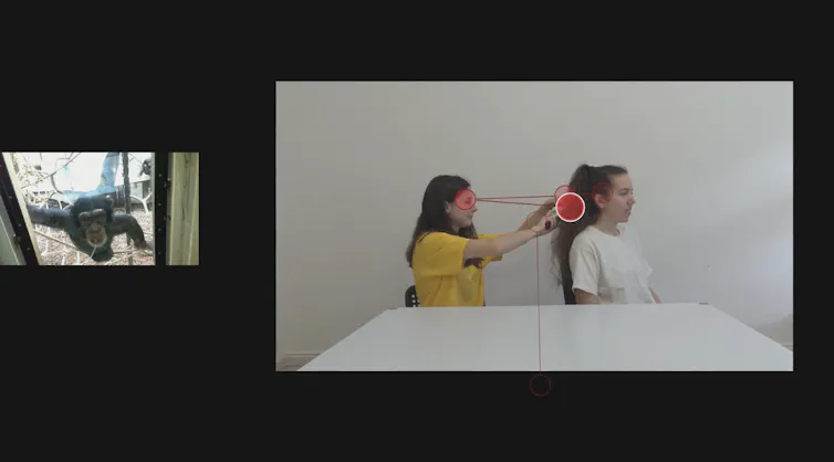 A chimpanzee watching a video of an agent brushing the hair of a patient.