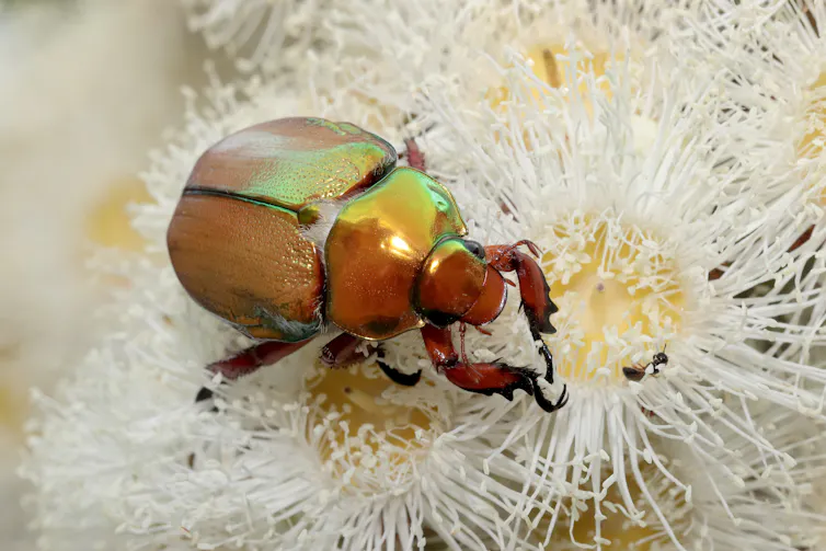 shiny brown beetle on white flower
