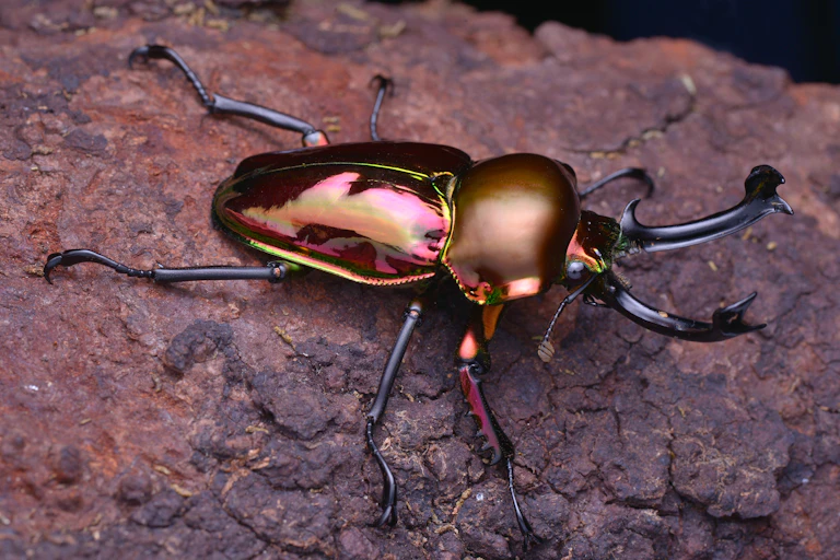shiny brown beetle on log
