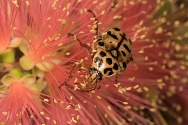 spotted beetle on red flower
