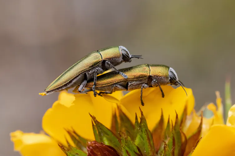 two shiny beetles on a leaf