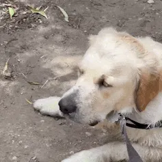 Jazzi the Golden Retriever encounters an echidna at Willowbridge Reserve in Burnside, SA