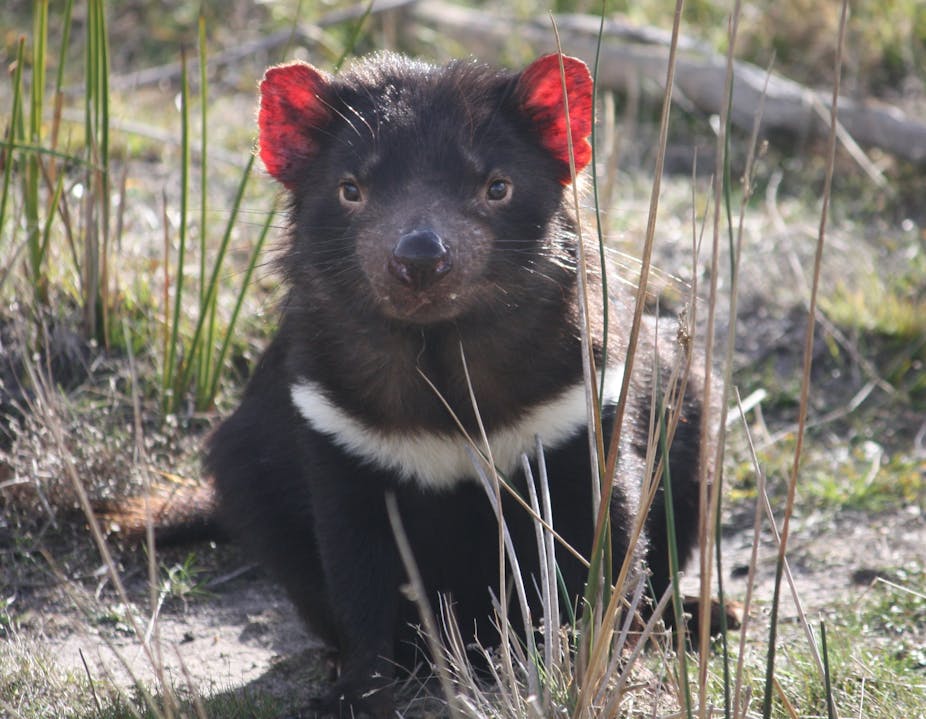Tasmanian devils survived two big falls in numbers but now need help