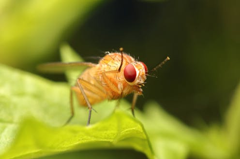 how the humble fruit fly transformed 4 fields of research
