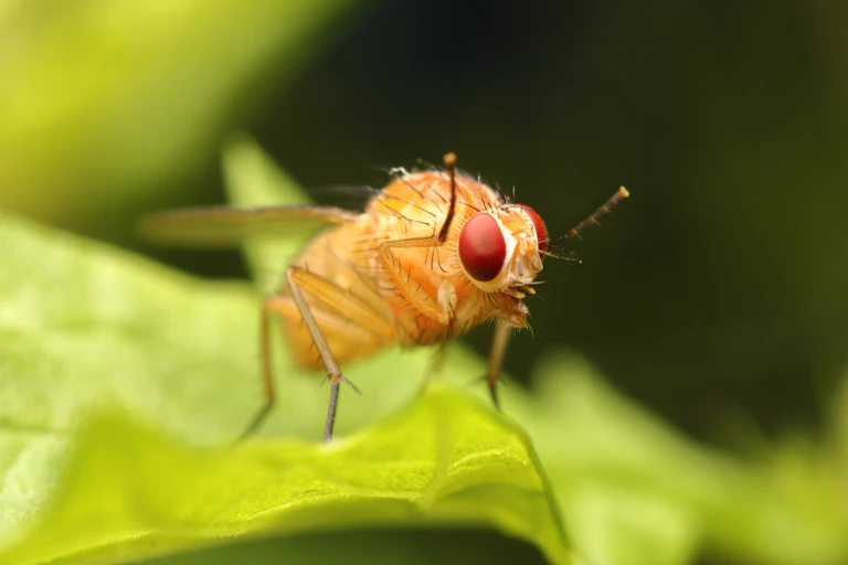 Yellow fly with red eyes on a green leaf.