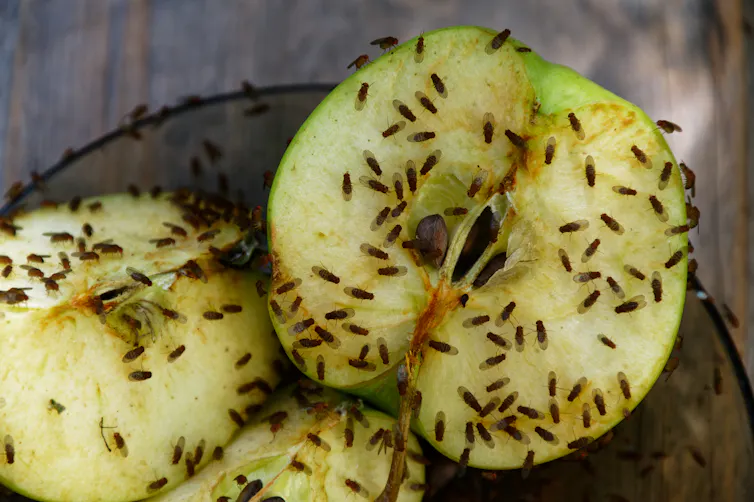 Cut apple covered in fruit flies.