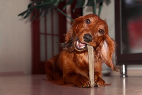 Happy dogs make happy humans, and 9 other reasons science says dogs need to chew