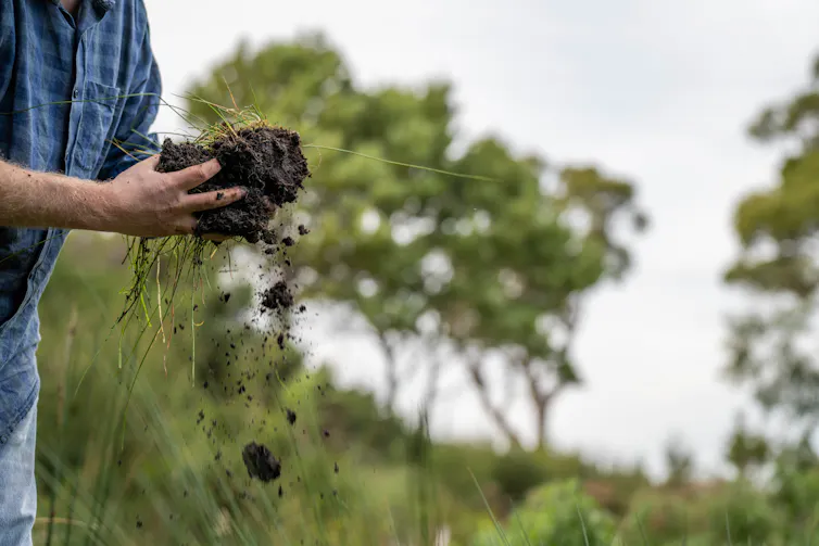 man holding clump of soil