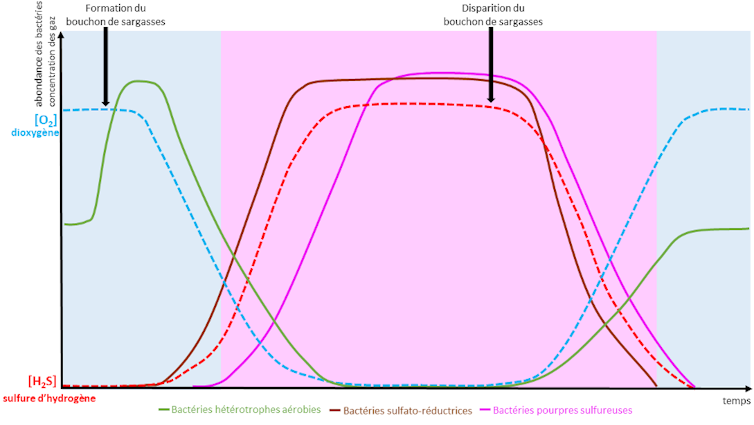 In Martinic and Guadalupi, why are Mangrova's water coloured in crimson 1 file 20241204 15 qeh8z9.png?ixlib=rb 4.1