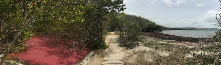 Cordon littoral séparant la mangrove (à gauche) et la mer (à droite). Présence d’un échouement de Sargasse pouvant être l’élément déclencheur d’une eau rose