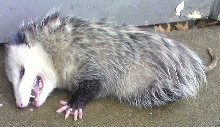 An opposum playing dead.