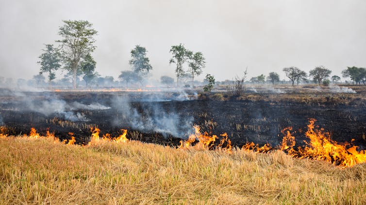 Burning field