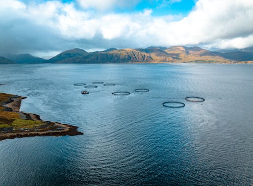 Why Scottish salmon’s rebrand may end up harming the integrity of a top export and hurting producers
