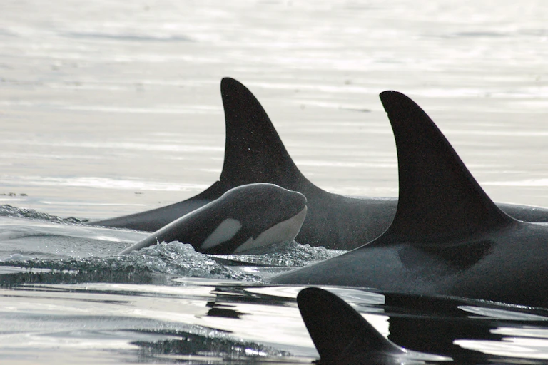 A baby orca among family.
