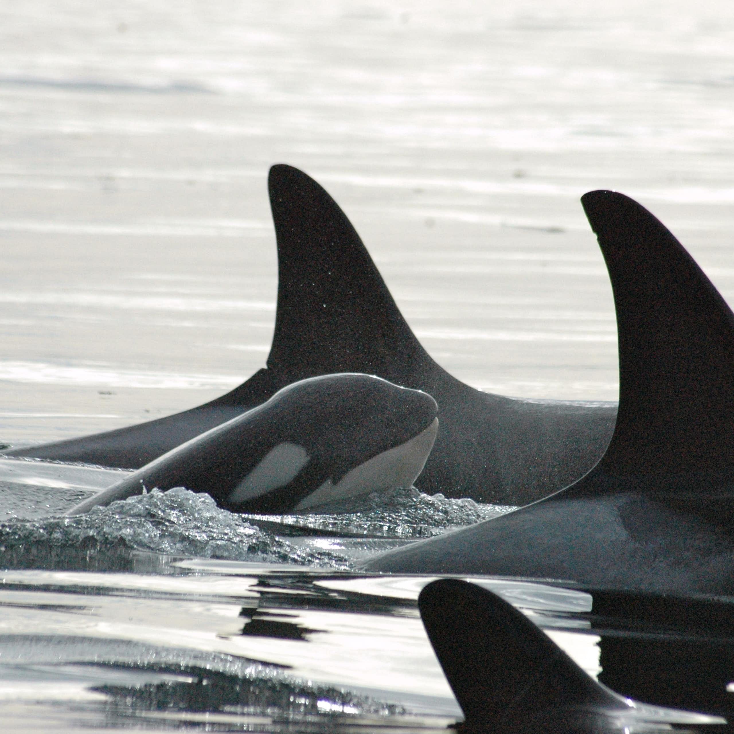 A baby orca among family.