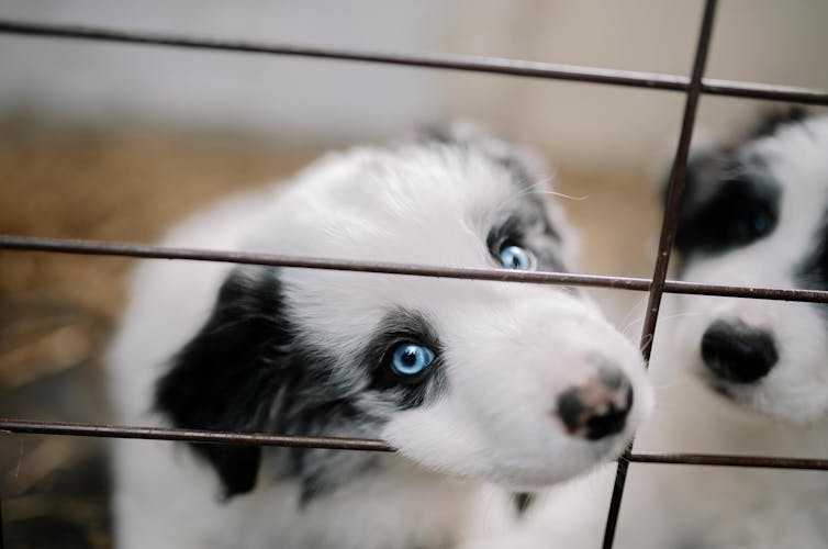 A dog with blue eyes looks at the viewer through a cage.