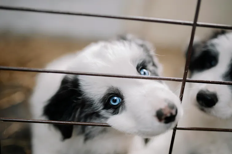 A dog with blue eyes looks at the viewer through a cage.