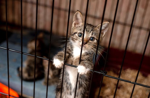 5 things to know before boarding your dog or cat this summer