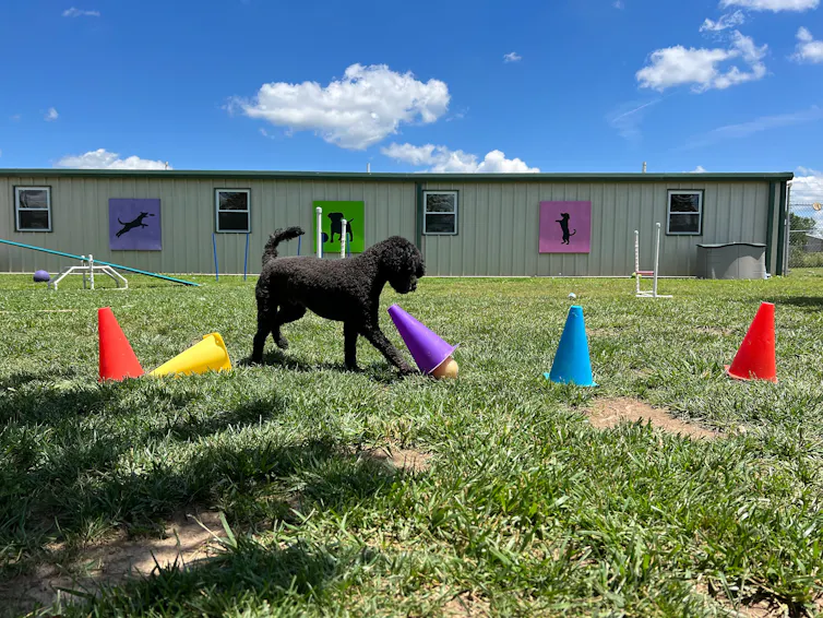 A dog plays a game at a dog kennel boarding facility