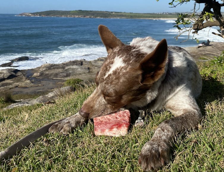 Cattle dog lying on the grass by the ocean in the sun, chewing a bone.