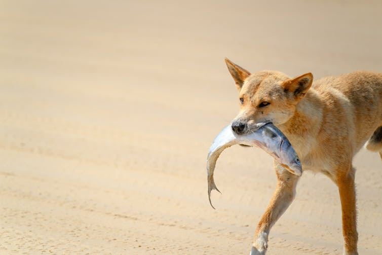 Wild dogs, such as dingoes, can feed for up to 108 minutes in a single session.