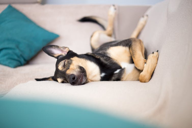 Black and light brown dog sleeping on a couch.