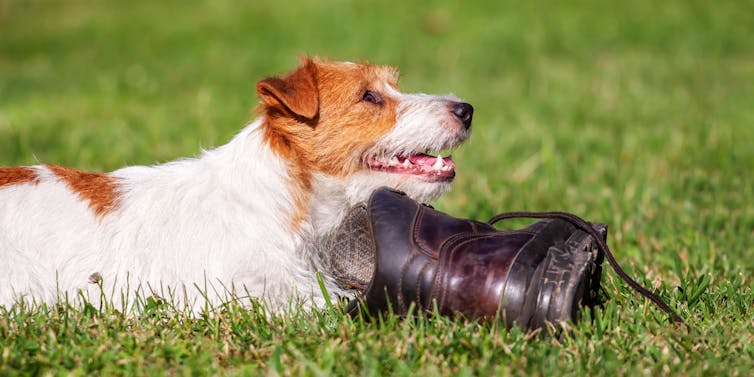 Brown and white dog lying on the grass chewing a leather boot.