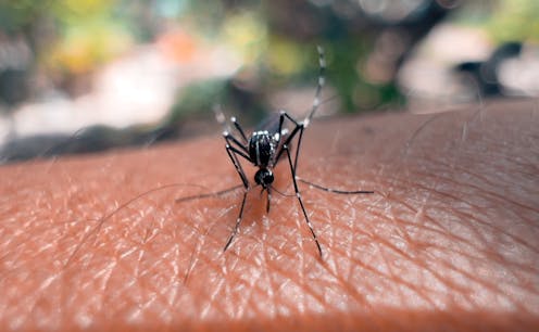 How do mosquito repellents work? A chemistry expert explains