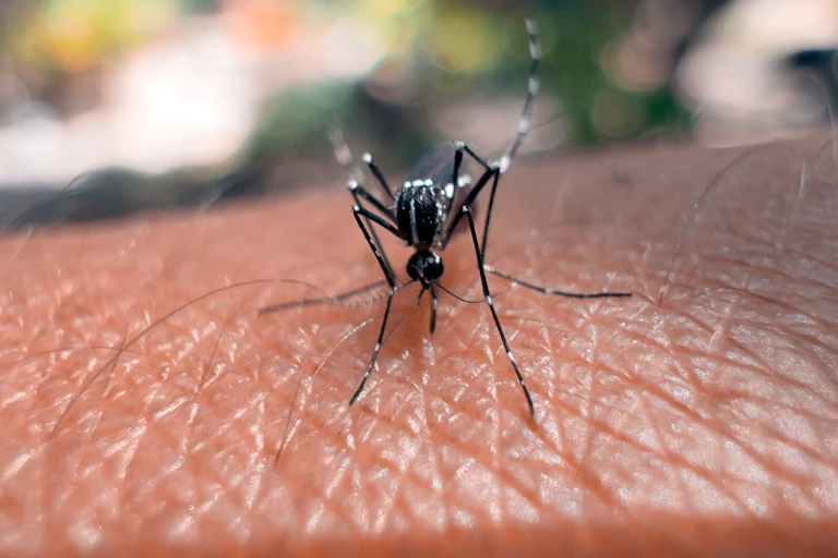 Black and white mosquito on human skin.