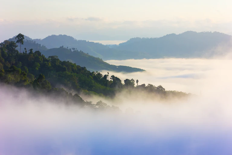A misty tropical forest.