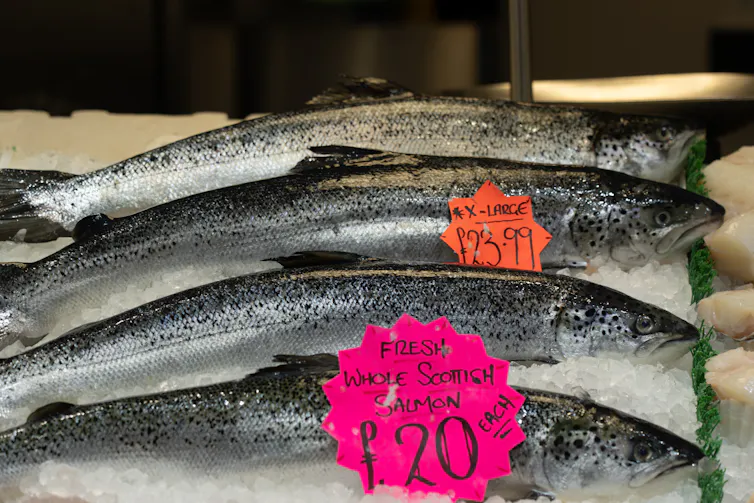 whole Scottish salmon packed in ice on a market stall
