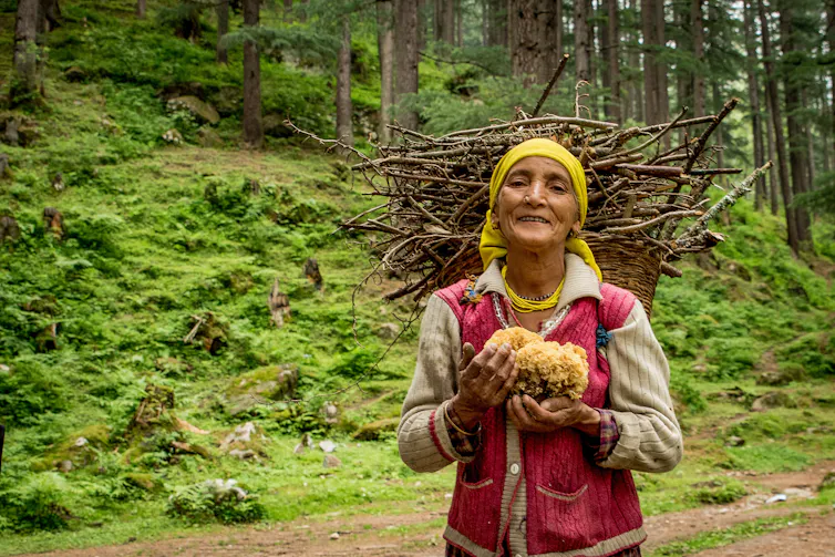lady carries mushrooms in forest
