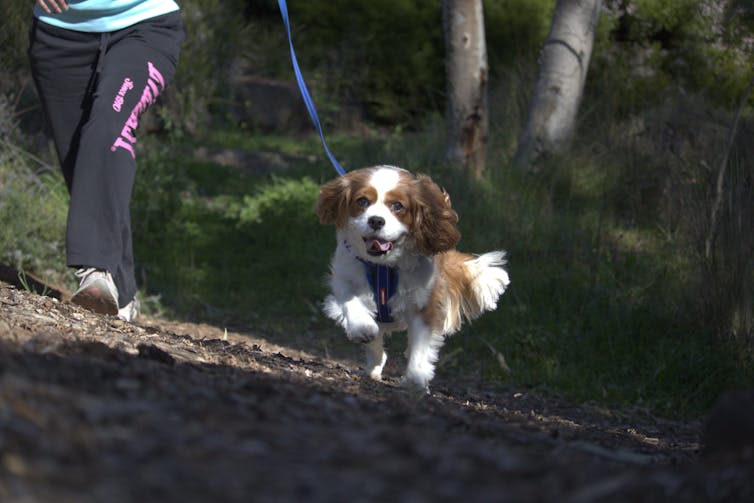 A dog on lead walking up a path in a reserve towards the camera, with only the legs and feet of the owner visible on the left of the frame